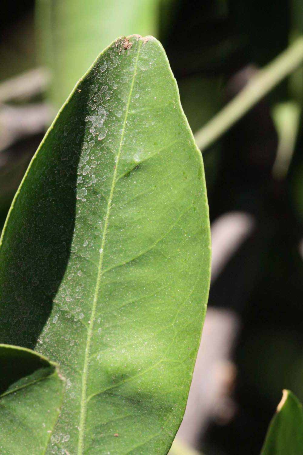              Margin (Riverside, CA)       